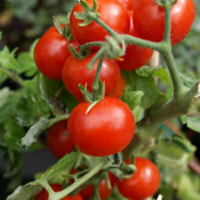 Cherry Tomato Seeds Large Red Heirloom Non-gmo Free Shipping 1025