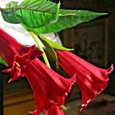 Candy Red Angel Trumpet 10 Seeds Brugmansia Datura Usa