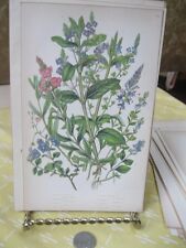 Vintage Printspiked Speedwellflower Plants Great Brit1880pratt