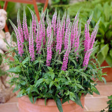 100 Veronica Pink Shades Seeds - Long Flowering Pink Speedwell
