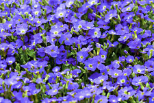50 Creeping Blue Speedwell Veronica Repens Flower Seeds Flat Sh