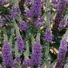 100 Purple Veronica Seeds Speedwell Royal Candle Flower Perennial Flowers 259