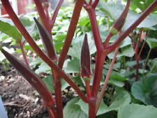 Red Burgundy Okra Seeds Non-gmo Heirloom Free Shipping