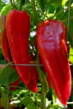 Marconi Red Sweet Pepper Seeds50100200plus Gift W2 2e