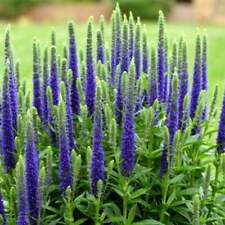 Veronica Speedwell Live Plant Well Rooted Plug Long-blooming For Pollinators