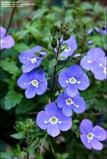 50 Oxford Blue Creeping Speedwell Flower Seeds  Perennial