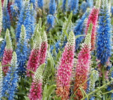 Veronica Longifolia 160 Seeds Mixed Colors Long Leaf Speedwell Usa Seller