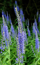 Blue Veronica Longfolia 160 Seeds Speedwell Usa Seller Flowers