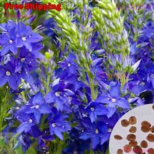 Speedwell Seeds - Veronica Teucrium Royal Blue Flower Seeds