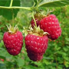 20 Red Raspberry Seeds Free Usa Shipping