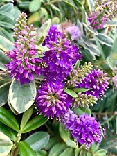 Purple Hedge Veronica Hebe Franciscana - 30 Seeds 2023 - Usa
