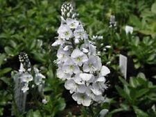 50 Pure White Veronica Speedwel Perennial Flower Seeds Great Cut Flower