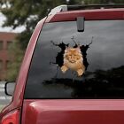 3d Cat Sticker Vinyl Window Decal Accessories For Car Truck Exterior Decoration
